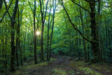 Forest Bathing Monte Faito Penisola Sorrentina