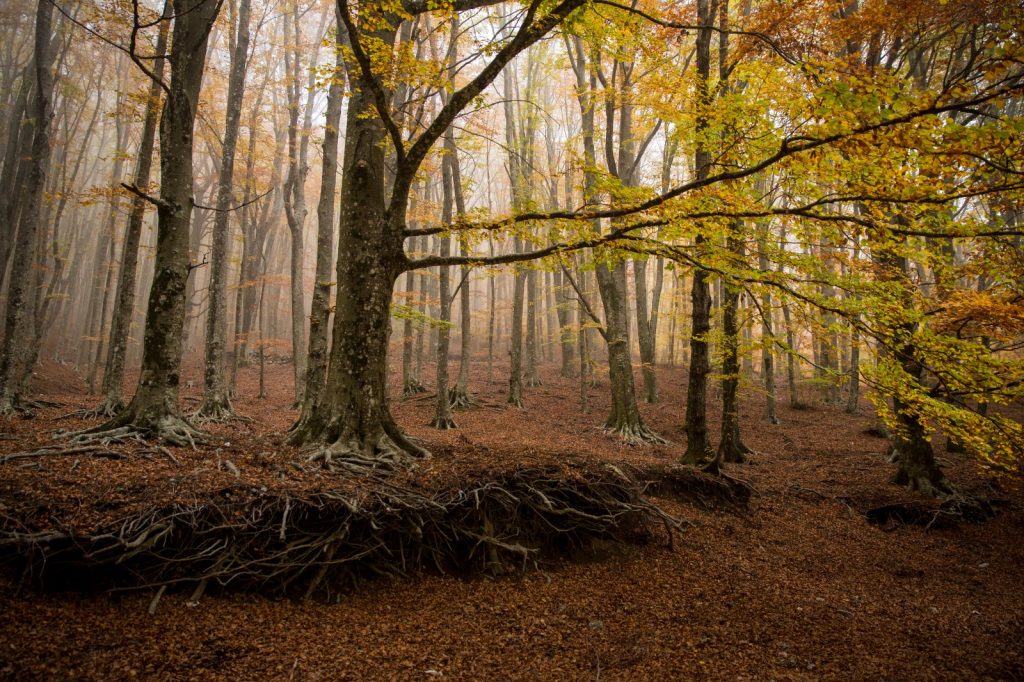 Monte Faito in autunno about Sorrento