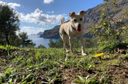 In vacanza con gli animali a Sorrento e dintorni