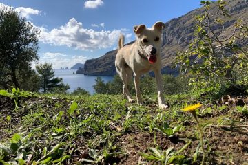 In vacanza con gli animali a Sorrento e dintorni
