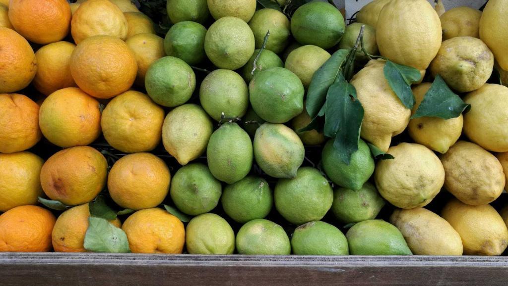 agrumi arance limoni sorrento