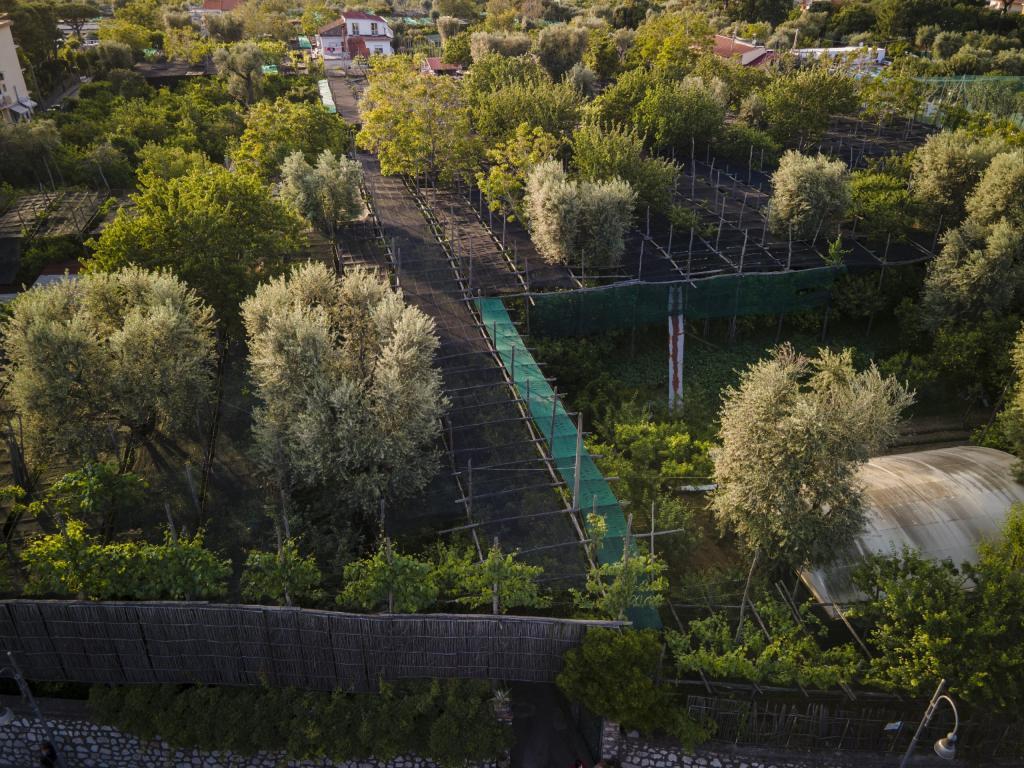 i limoni Sorrento Francesca d'Esposito foto