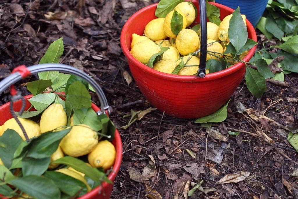 i limoni Sorrento Francesca d'Esposito foto
