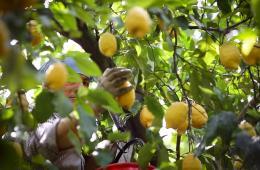 limoni di Sorrento coltivazione