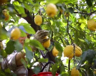 limoni di Sorrento coltivazione