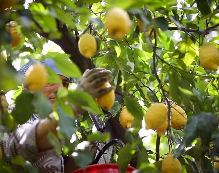 limoni di Sorrento coltivazione