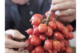 Eventi settembre 2021 - Incontri di vini e sapori campani - degustazioni