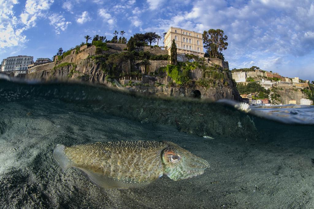 7 luglio sorrento di Marco Gargiulo Calendario About Sorrento 2022