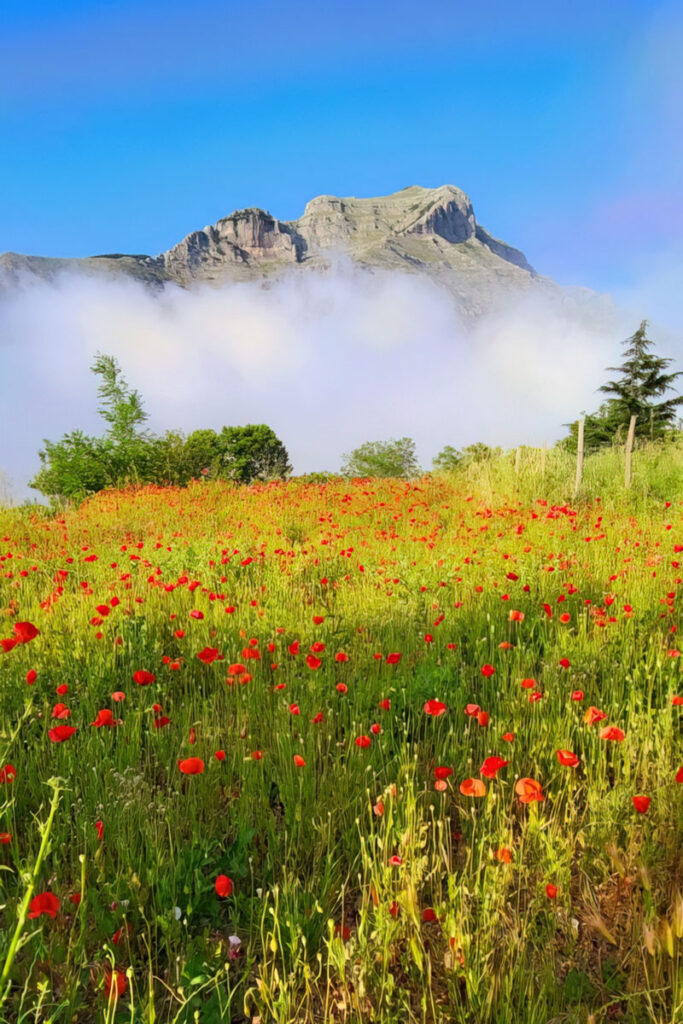 06- Calendario 2023 About Sorrento giugno-Vico_Equense_Monte_Faito-UNA-PENNELLATA-DI-ROSSO-AI-PIEDI-DEL-MONTE-FAITO_Erminia_Nobile---