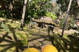 limoni sorrento sorrento lemons about sorrento