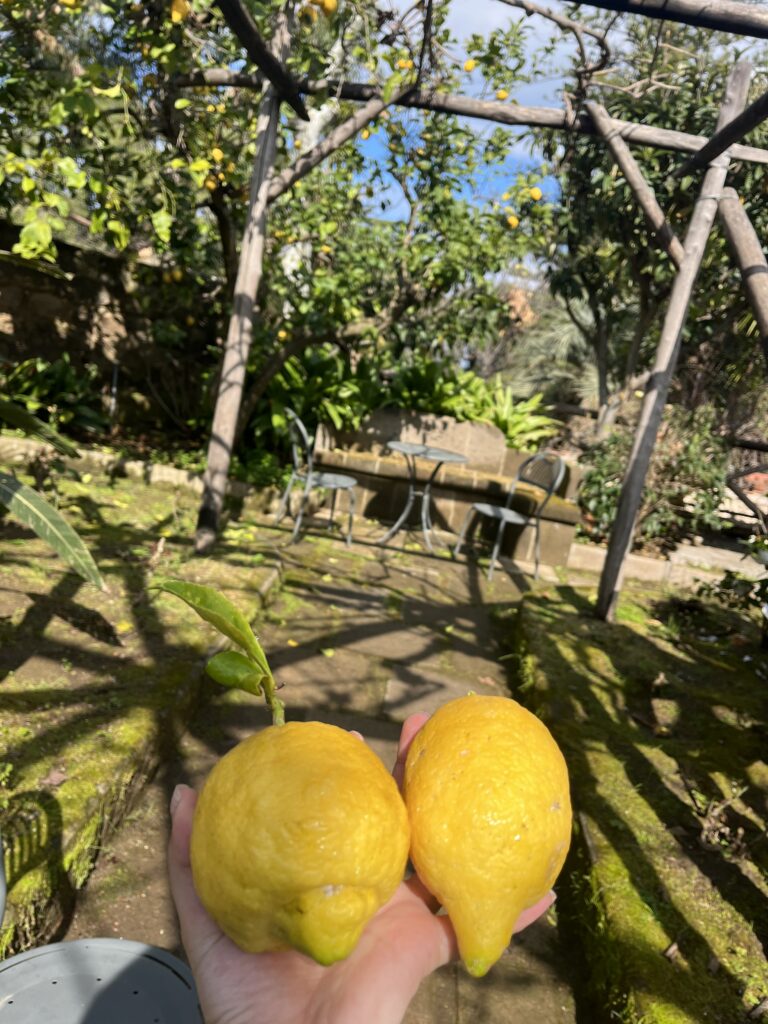 sorrento lemons organic garden sant'anna institute gianna smurro