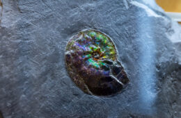 museo mineralogico vico equense ammolite