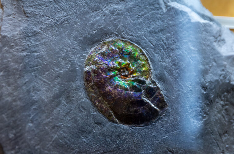 museo mineralogico vico equense ammolite