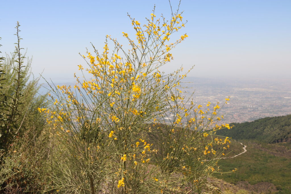 A hike up mount vesuvius sofia lo piano about sorrento mypovsorrento 2024 ginestre flowers