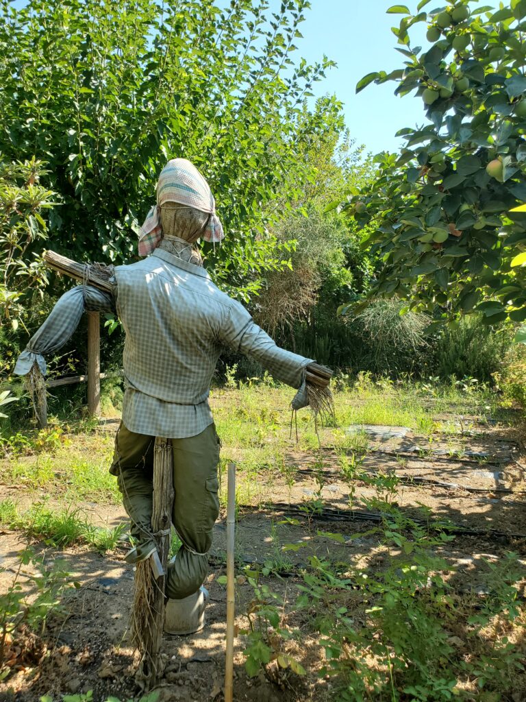 A scarecrow looking after plants oasi in città sant'agnello oasis in the city emalee pennington mypovsorrento 2024 about sorrento