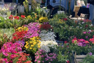Tuesday Market in Sorrento Justine Gilbert About Sorrento mypovsorrento 2025