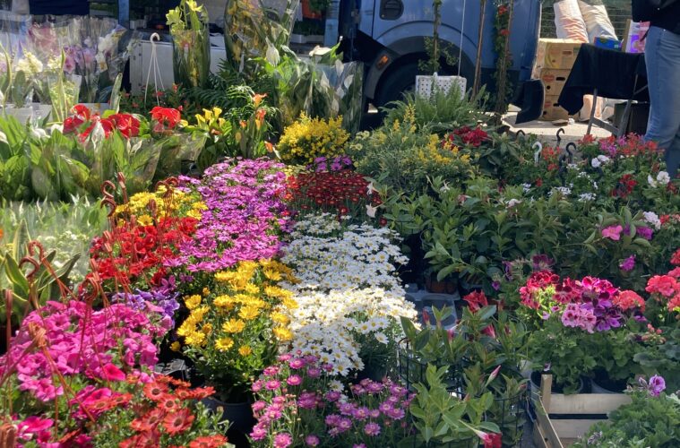 Tuesday Market in Sorrento Justine Gilbert About Sorrento mypovsorrento 2025