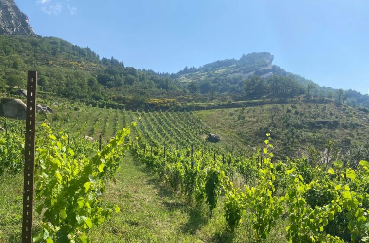 Degustazione Vino a Villa Fiorentino