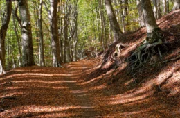 Monte Faito Sagra della Castagna 2025