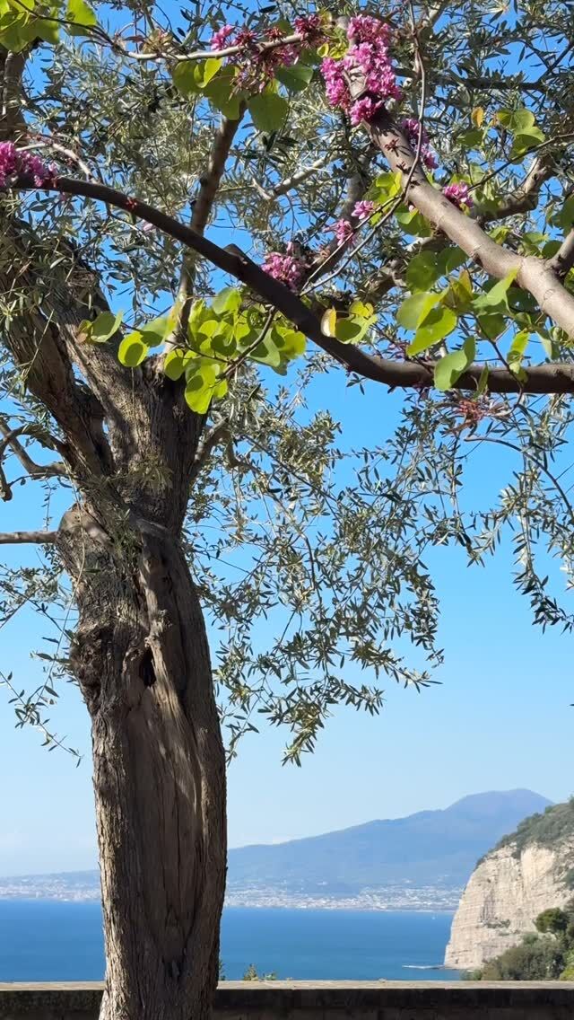 Questo mese  di Aprile ha brillato di una luce speciale, con la magia della Settimana Santa che ha avvolto le strade di Piano di Sorrento tra  tradizione e devozione. ⛪️

Le processioni, cariche di emozione e fede, hanno danzato tra i colori primaverili, mentre i paesaggi mozzafiato ci hanno regalato attimi di pura bellezza. 🌼

——

This month of April has shone with a special light, with the magic of Holy Week enveloping the streets of Piano di Sorrento in a blend of tradition and devotion. 💒

The processions, filled with emotion and faith, have danced among the spring colors, while the breathtaking landscapes have gifted us moments of pure beauty. 🌺🥀

#April #pianodisorrento #tradizioni #tradition #paesaggisorrentini #landscape #sorrentoedintorni