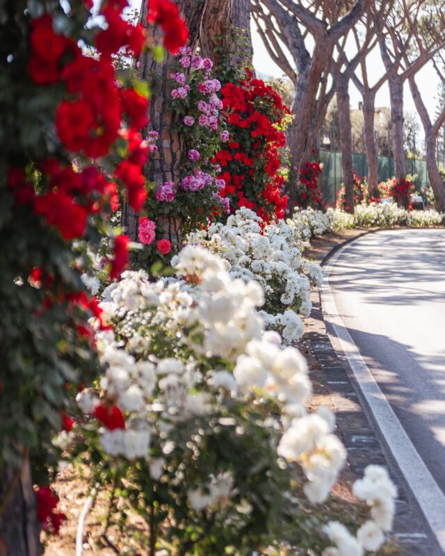 🌹Ci ha dato la vita, ci ha cresciuti, amati, accompagnati… la mamma!

❤️ Oggi il cuore è per tutte loro 💐
Per l’occasione vi portiamo a Sant’Agnello, lungo il Viale dei Pini: una strada che in questo periodo si riempie di vita e bellezza, grazie alle rose sbocciate di vari colori — come le mamme, ognuna con il proprio profumo, la propria forza, la propria dolcezza.

Buona Festa della Mamma 🌹

#festadellamamma #santagnello #rose #maggio #motherday #vialedeipini #aboutsorrentocoast